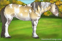 Horse Color:White Spotted Chocolate Palomino Onyx 