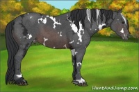 Horse Color:White Spotted Brown Ice Varnish 