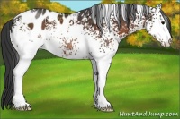 Horse Color:White Spotted Brown Blanket 