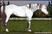 Horse Color:White Spotted Chocolate Brown Chinchilla Dun 