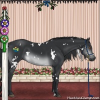 Horse Color:White Spotted Brown Chinchilla Sabino 