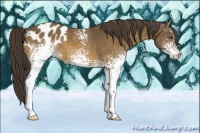 Horse Color:White Spotted Buckskin Blanket 