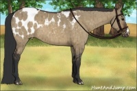 Horse Color:Brown Dun Blanket Brindle 