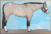 Horse Color:Brown Roan Dun Splash Varnish Brindle