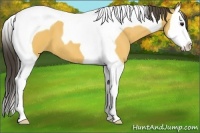 Horse Color:Buckskin Splash Tobiano 