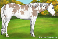Horse Color:Gray White Spotted Silver Perlino Splash Rabicano 