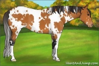 Horse Color:White Spotted Bay Appaloosa