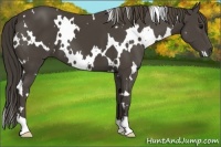 Horse Color:White Spotted Smoky Black