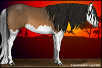 Horse Color:Gray Buckskin Roan Splash 