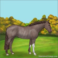 Horse Color:Chocolate Grullo Rabicano