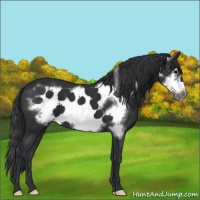 Horse Color:Black Frame 
