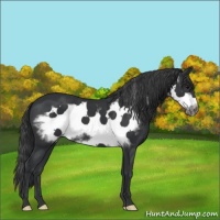 Horse Color:Black Frame 