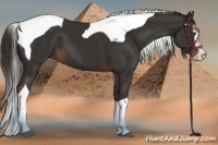 Horse Color:Liver Chestnut Sabino Splash Tobiano 