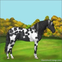Horse Color:Black Tobiano 