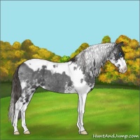 Horse Color:Blue Roan Splash Tobiano Appaloosa 