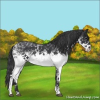 Horse Color:White Spotted Blue Roan 