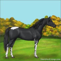 Horse Color:Black Tobiano 