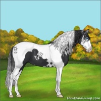 Horse Color:Black Splash Tobiano
