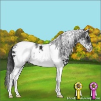 Horse Color:White Spotted Black Tobiano 