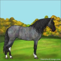 Horse Color:Midnight Blue Ice Roan Rabicano 