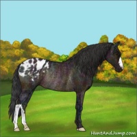 Horse Color:Midnight Bay Ice Appaloosa Rabicano 