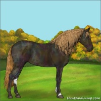 Horse Color:Midnight Chestnut Ice Rabicano