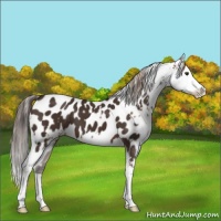 Horse Color:Chestnut Splash Near Leopard and Liver Chestnut Splash Blanket