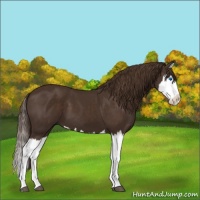 Horse Color:Liver Chestnut Splash