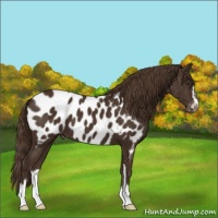 Horse Color:Liver Chestnut Sabino Near Leopard 