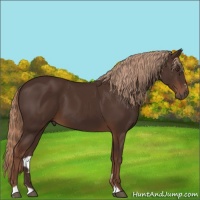 Horse Color:Liver Chestnut Sabino Rabicano