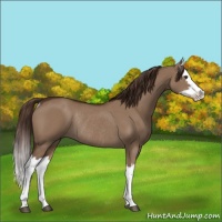 Horse Color:Liver Red Dun Splash Rabicano