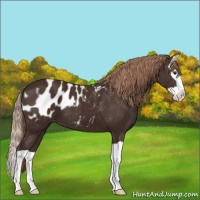 Horse Color:Liver Chestnut Splash Appaloosa 