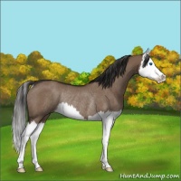Horse Color:Liver Red Dun Splash Rabicano 