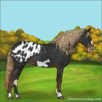 Horse Color:Liver Chestnut Frame Appaloosa 
