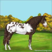 Horse Color:Liver Chestnut Sabino Frame Appaloosa 