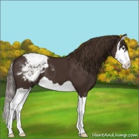 Horse Color:Liver Chestnut Splash Appaloosa 