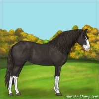 Horse Color:Liver Chestnut Splash Varnish 