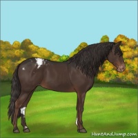 Horse Color:Liver Chestnut Appaloosa 