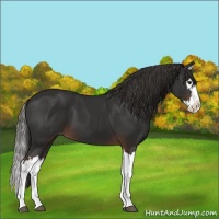 Horse Color:Liver Chestnut Splash Appaloosa 