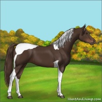 Horse Color:Liver Chestnut Tobiano 