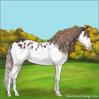 Horse Color:Liver Chestnut Splash Appaloosa 