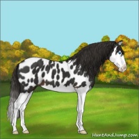 Horse Color:Liver Chestnut Splash Appaloosa 