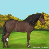 Horse Color:Liver Chestnut 