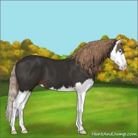 Horse Color:Liver Chestnut Splash 