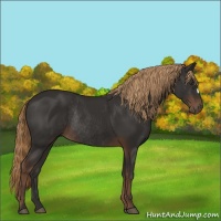 Horse Color:Liver Chestnut Rabicano 