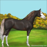Horse Color:Liver Chestnut Splash 