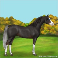 Horse Color:Liver Chestnut Splash Rabicano 