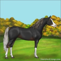 Horse Color:Liver Chestnut Splash 