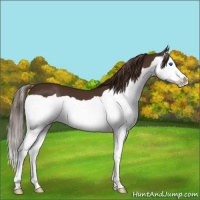 Horse Color:Liver Chestnut Splash 