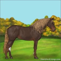 Horse Color:Liver Chestnut 